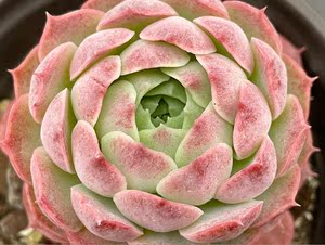 【小红衣杂】小红衣杂品牌,价格 - 阿里巴巴