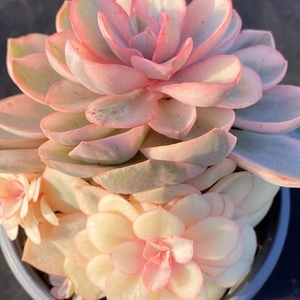 佳境园艺 秀妍锦5cm参考盆 多肉植物 一物一拍 满58包邮除偏远