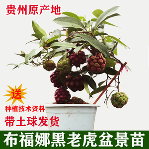 黑老虎树苗盆栽