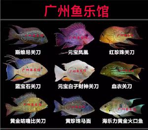 斯维尼蓝宝石元宝凤凰血衣财神关刀红头力孔雀翎血衣关刀鱼活体鱼