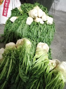 广西贺州英家古镇大头菜(也叫梅菜)