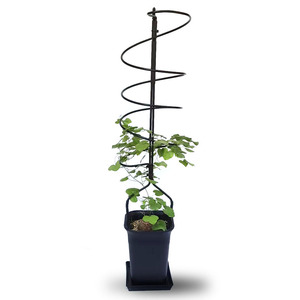 墨西哥龟甲龙爬藤架金不换山乌龟攀爬花架绿植花卉简约桌面支撑架