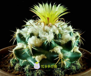 雪顶天司象牙丸仙人球顶花球属开大花球实生萝卜根天司沈多多花圃