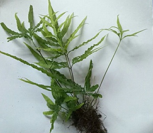 凤尾草野生新鲜