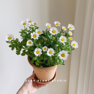 小雏菊鲜花卉盆栽白金菊带花庭院阳台办公室内植物白晶菊开花绿植