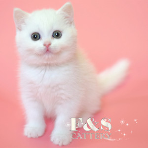 白色折耳猫