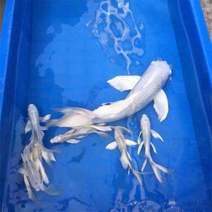 白金龙凤锦鲤活体日本纯种鱼苗招财风水宠物鱼淡水包活观赏鱼包邮