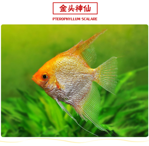 燕子鱼 七彩神仙鱼燕鱼 苹果燕 三色燕鱼 活体热带鱼观赏鱼活体