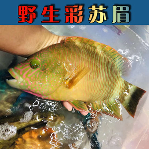南海三沙西沙鱼夫深海野生苏眉鱼彩眉鱼整条冷冻水产新鲜海鲜速冻