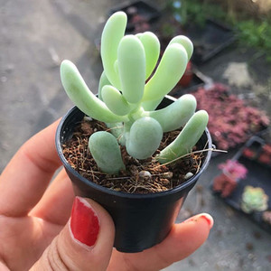 满额包邮多肉植物【香蕉美人】精品进口阳台趣味肉肉花卉盆栽