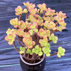 菲菲百卉园淘宝丸叶红梅多肉植物小吉姆小叶老桩超大多头好养稀有萌
