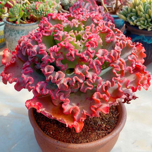 超大老桩蕾丝婚纱多肉植物云南花卉室内阳台净化空气盆栽绿植精品