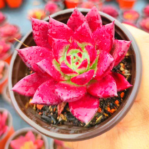 多肉植物罗宾血红色稀有品种精品办公室桌面防辐射花卉绿植盆栽