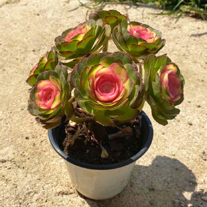 万圣节法师多肉