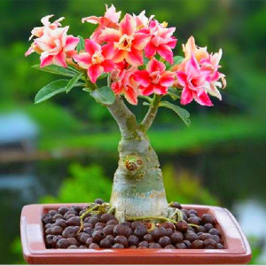 大颗好养沙漠玫瑰老桩开花多肉植物稀有贵货品种办公桌美观盆栽花