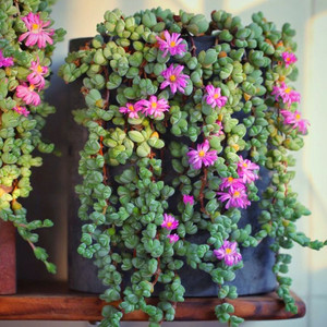 碧玉莲老桩多肉植物稀有品种室内阳台防辐射花卉盆栽精品绿植盆景