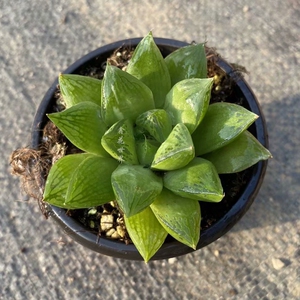 宝草玉露多肉植物
