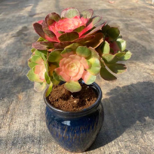 高级精品老桩红心万圣节法师锦多肉植物室内阳台美观防辐射花盆栽