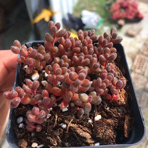 珊瑚珠多肉植物