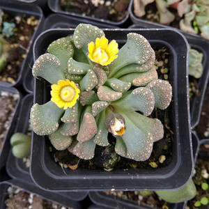 多肉植物【天女】仙女办公室小盆栽 绿植花卉吸甲醛室内