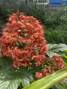 宝塔桢桐 常年开花 庭院盆栽室内花卉植物阳台包邮