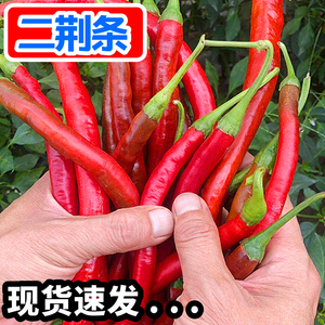 红线椒新鲜二荆条5斤现摘红1辣椒农家自种小米尖椒剁椒时令蔬菜3