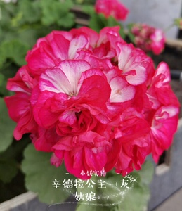 天竺葵直立品种-辛德拉公主(灰姑娘)小苗