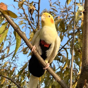 鹦鹉衣服玄凤尿不湿牡丹虎皮可调节立体屎兜防水飞行服网红遛鸟衣