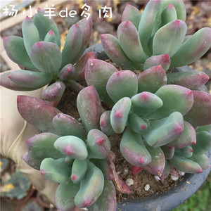 杨小羊de多肉 青星美人 多肉老桩  防辐射吸甲醛精美多肉盆栽