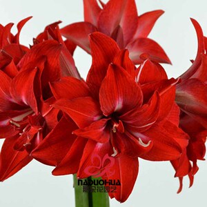 朱顶红种球双美味