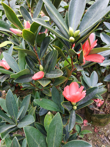 四季红山茶花嫁接盆栽庭院名贵绿植红山茶苗全年四季杜鹃红山茶花