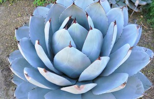 进口 圆叶虚空藏 龙舌兰种子  agave parryi var. truncata 种子
