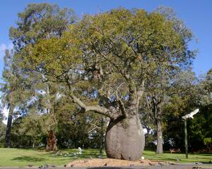 【昆士兰佛肚树】昆士兰佛肚树品牌,价格 - 阿里巴巴