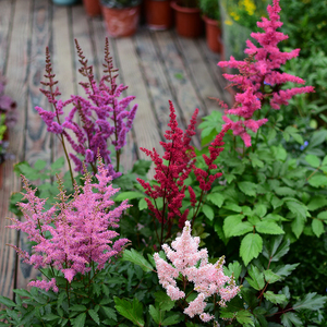 落新妇盆栽进口种球耐阴花卉多年生宿根庭院花园花境植物皮实好养