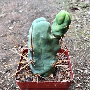 程程柱 jj柱仙人球仙人掌开花球多肉植物组合防辐射盆栽一物一拍