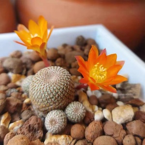 橙宝山城堡山群生多头带萝卜根软刺不扎手开橙色花仙人球多肉植物