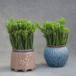 招财棍 多肉吸财手仙人掌植物室内好养珊瑚棒光棍树绿植小盆栽