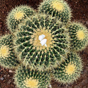 群生超大金冠 金琥 金丝猴开美花仙人球办公室桌面防辐射多肉绿植