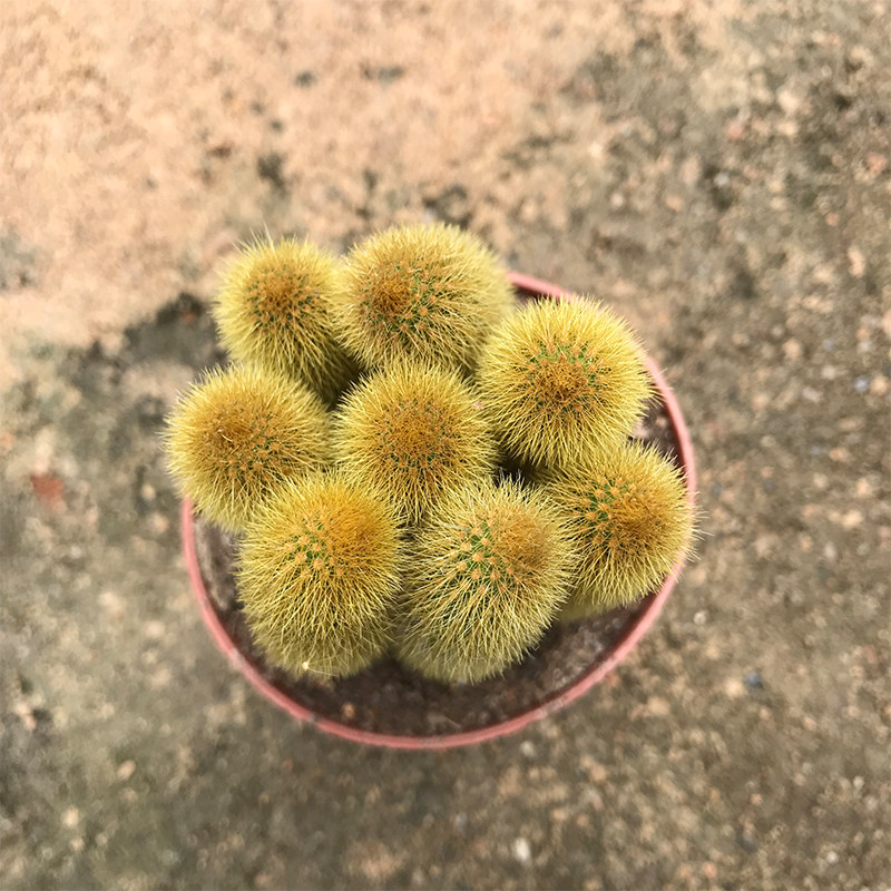 黄金纽仙人球植物盆栽黄金缀化仙人掌类植物黄金条仙人柱多肉植物