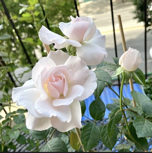 格兰维尔的玫瑰/rose de granville 月季 安德烈
