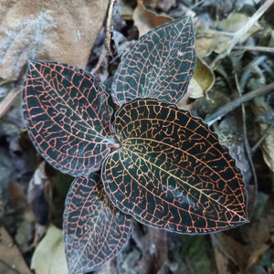 广宁特产野生金线莲兰南方奇草药王清热祛火无硫自然生晒干货包邮