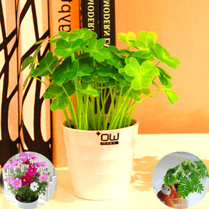 幸运草种子四叶草儿童种植小盆栽桌面幼儿园室内负离子创意绿植物