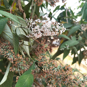 2022新货 贵州野生新鲜密蒙花 250克 染饭花纯植物天然染料黄饭花