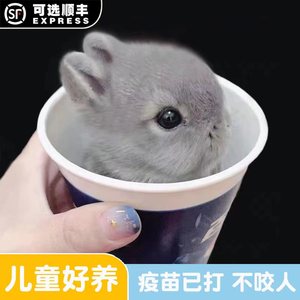 宠物兔活物茶杯长不大不咬人迷你侏儒儿童养猫猫兔荷兰垂耳兔活体