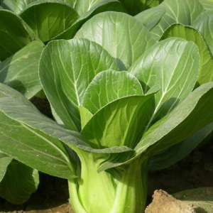 黑大头青菜种子 四季播 种植 黑叶矮脚苏州青菜种子 春夏阳台种菜图片