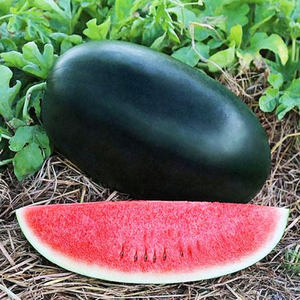 广西黑美人西瓜