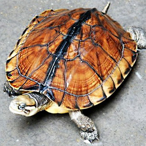 900人付款淘宝纯南种南石龟幼龟大龟乌龟活物活体外塘