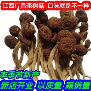 江西广昌农家自产2024年新产茶树菇特产干货优质不开伞煲汤茶薪菇