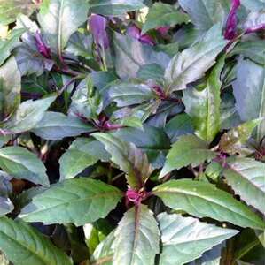 补血紫背菜种子观音菜血皮菜红背菜种子特色野菜保健蔬菜种籽包邮