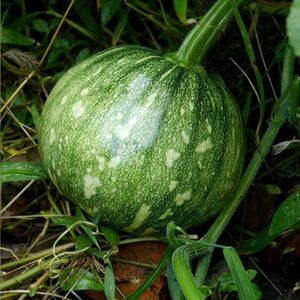 广西新鲜南瓜小圆瓜圆西葫芦绿皮青皮时令蔬菜嫩南瓜当季